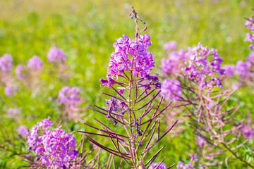 Flowering blooming Sally, willow-herb, close-up