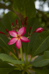 Close-Up Of Frangipani Blooming Outdoors