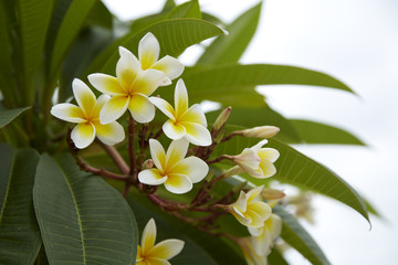 Fototapeta premium Close-Up Of Frangipani Blooming Outdoors