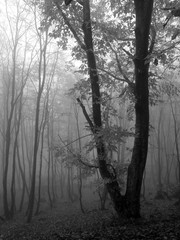 Forest in fog