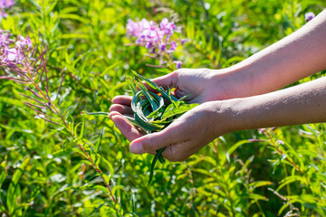 Leaves of willow-tea in female hands against a background of green grass