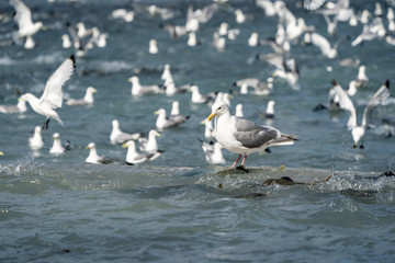 Alaskan seagull eating a salmon fish during the August Salmon Run in Valdez. Focus on one bird in the water
