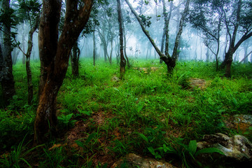 Misty forest in the morning. Pahinngam National Park. Chaiyaphum Province in Thailand