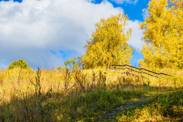 Beautiful autumn forest. Yellow trees against the blue sky