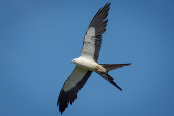 Swallow-tailed Kite