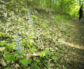 flowers in forest