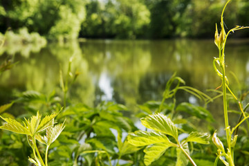 green leaves in spring near water