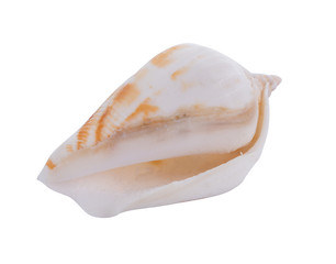 sea shell isolated on white background