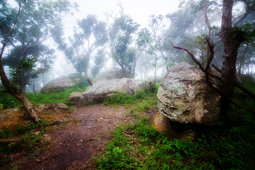 Misty forest in the morning. Pahinngam National Park. Chaiyaphum Province in Thailand