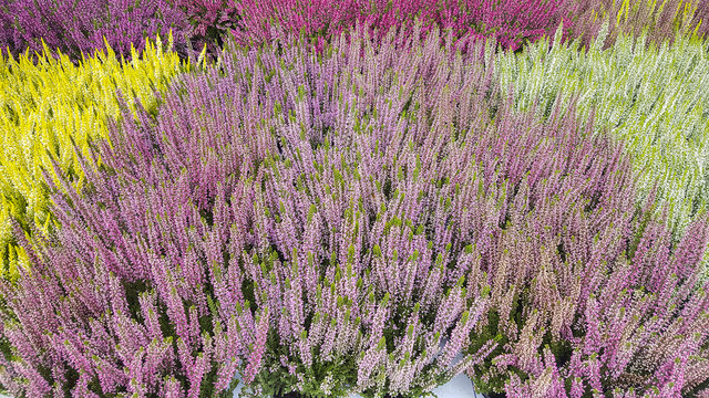 Heather plants in several colors