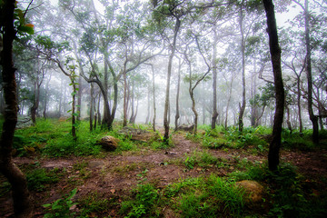Misty forest in the morning. Pahinngam National Park. Chaiyaphum Province in Thailand