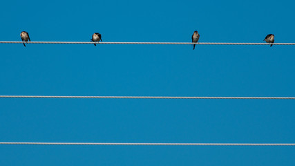Swallows over electrical wires