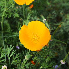 Fototapeta premium yellow flower