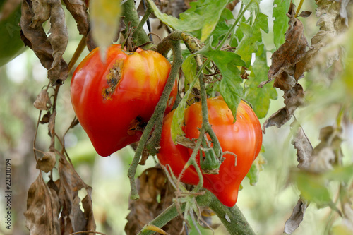 closeup of rotten tomatoes in the garden stock photo and royalty