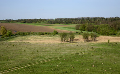 Fototapeta na wymiar rural landscape with cows