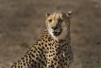 Female Cheetah portrait