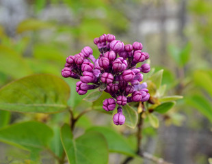*lila Flieder erwacht im Frühling*