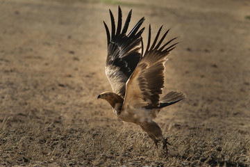 Tawny Eagle Takes off