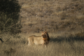 Fototapeta na wymiar Young male lion in the morning sun
