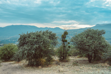 Fototapeta premium the trees in the mountains