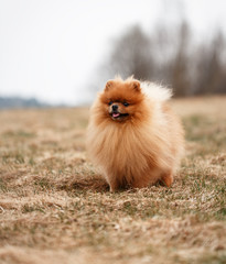 Pomeranian dog outdoor.Portrait of beautiful pomeranian dog. Dog print - obrazy, fototapety, plakaty