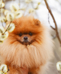 Pomeranian dog outdoor.Portrait of beautiful pomeranian dog. Dog print
