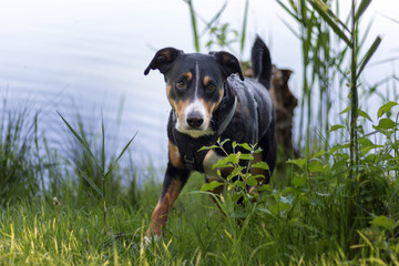 Appenzeller Sennenhund 