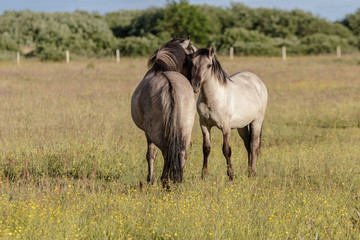 beautiful wild horses graze in grasslands