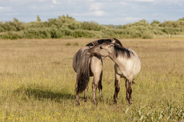 beautiful wild horses graze in grasslands