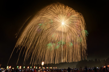 世界一四尺玉　錦冠菊