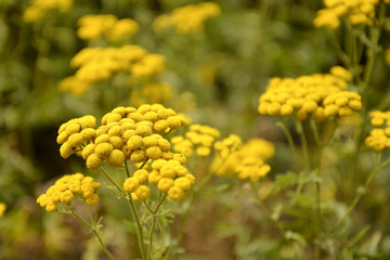 yellow flowers in the garden
