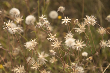 field of wild flowers