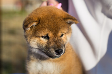 Close-up Portrait of lovely japanese shiba inu puppy stitting outside
