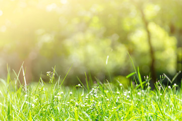 Green grass with bokeh background and sunlight.