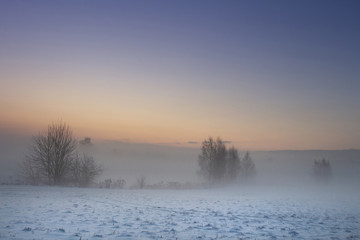 Winter nature landscape. Christmas background. December nature at dawn. Trees and plants in fog. Ground covered by snow under clear frosty sky.