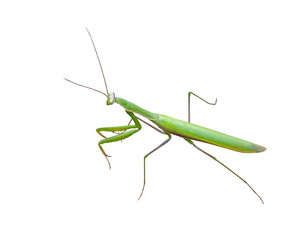 beautiful mantis on white