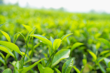 Green tea leaves in a tea plantation in morning