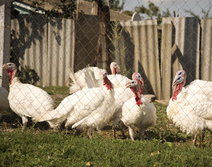 Turkeys on the farm outside the fence