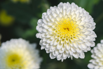 Closed up of White Chrysanthemum Flower with Yellow