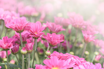 Pink  Chrysanthemum Flower in garden