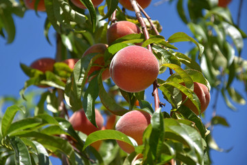 Ripening peaches on branches. Peach in the garden. Sunny day. Blue sky.