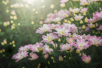 Pink and white Chrysanthemum Flower in garden,