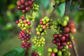 Coffee beans on tree