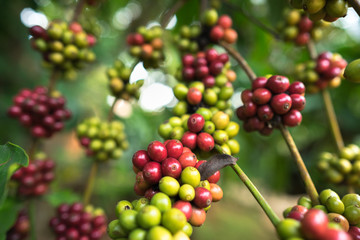 Coffee beans on tree