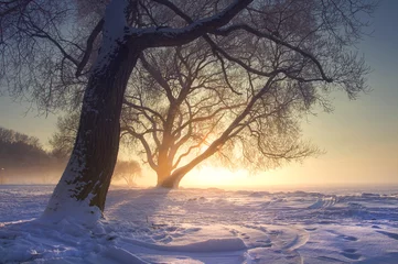 Papier Peint photo Hiver Amazing winter nature landscape in warm sunlight at sunset. Fog and frost. Snowy winter scene in sun light. Vivid sunbeams behind trees. Christmas background. Natural wild winter nature in january.