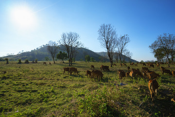 Idyllic summer landscape with cows in grass field in Central Highlands of Vietnam