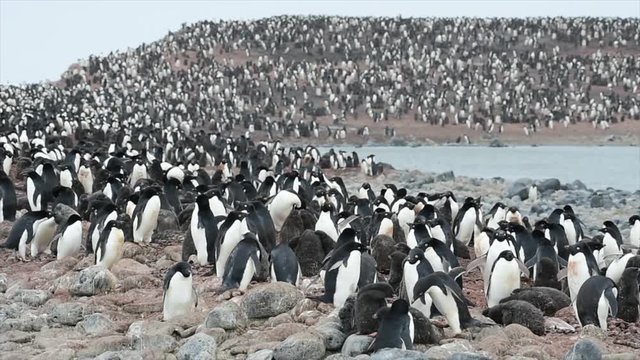 Adelie Penguin with chicks