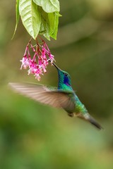  Green violetear hovering next to red and yellow flower, bird in flight, mountain tropical forest, Costa Rica, natural habitat, beautiful hummingbird sucking nectar, colouful background