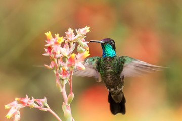 Magnificent Hummingbird hovering next to red and yellow flower, bird in flight, mountain tropical forest, Costa Rica, natural habitat, beautiful hummingbird sucking nectar, colouful background