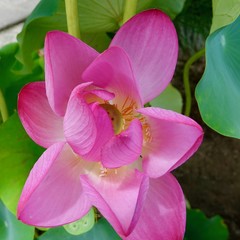 Lotus, Lotusblumen in Asien, Japan